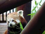 小熊猫