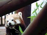 小熊猫