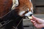小熊猫