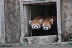 小熊猫