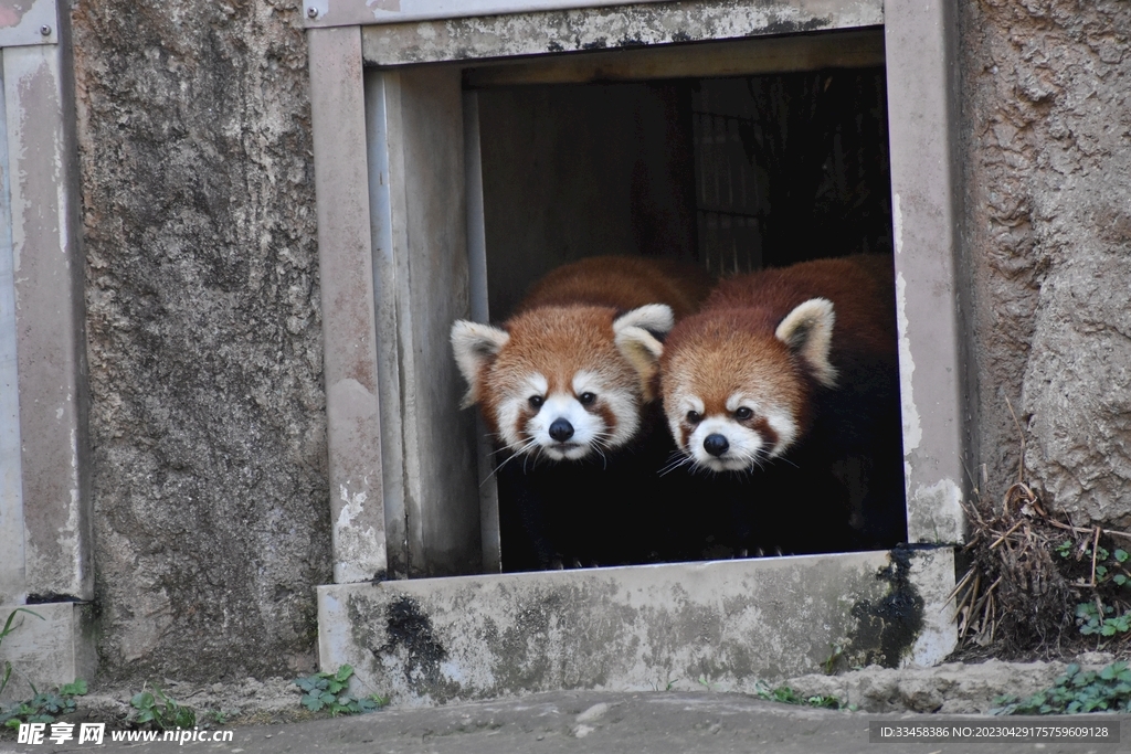 小熊猫