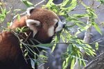 小熊猫