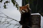 小熊猫