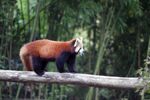 小熊猫