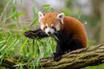 小熊猫