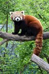 小熊猫