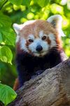 小熊猫