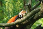 小熊猫