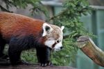 小熊猫