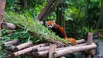 小熊猫