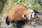小熊猫