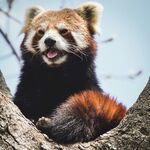 小熊猫