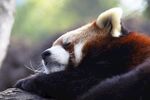 小熊猫