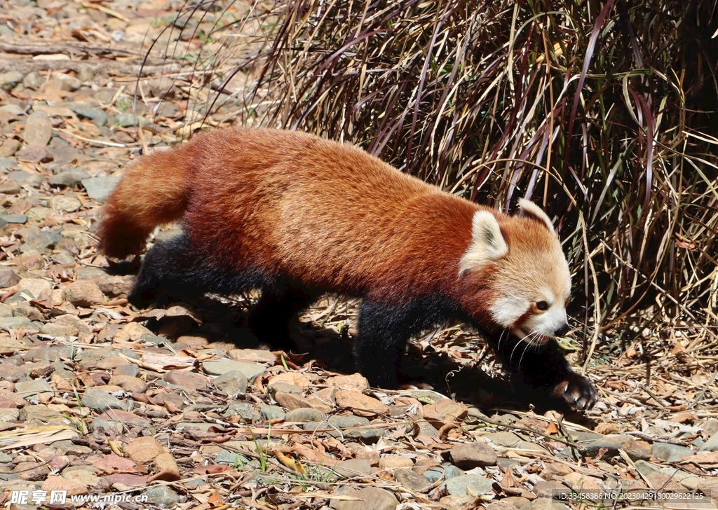 小熊猫