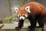 小熊猫