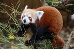 小熊猫