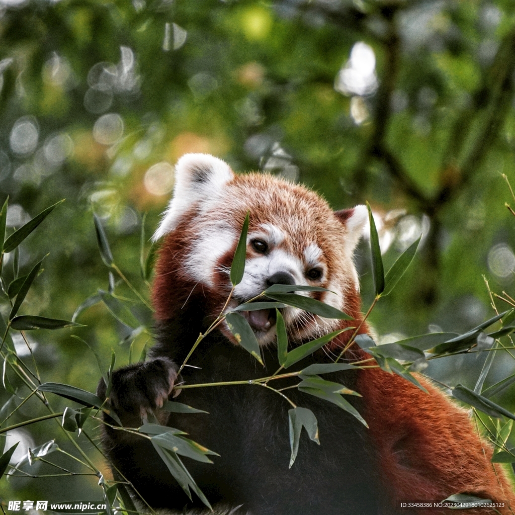 小熊猫
