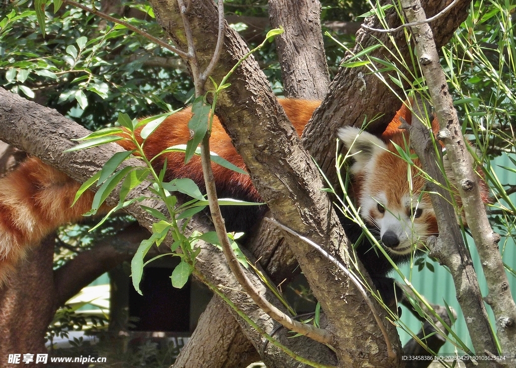 小熊猫