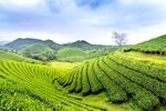 山坡茶园