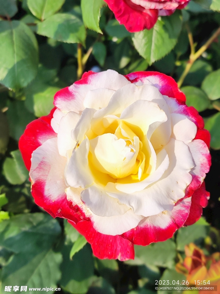 月季花