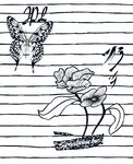 蝴蝶花