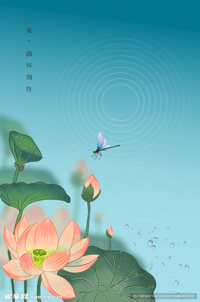 荷花蜻蜓