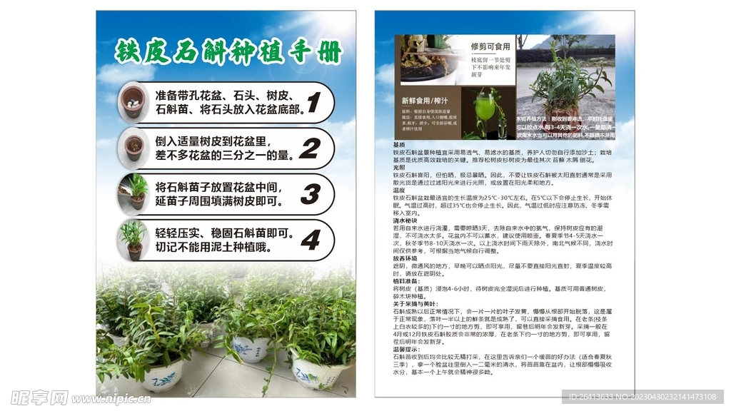 石斛海报