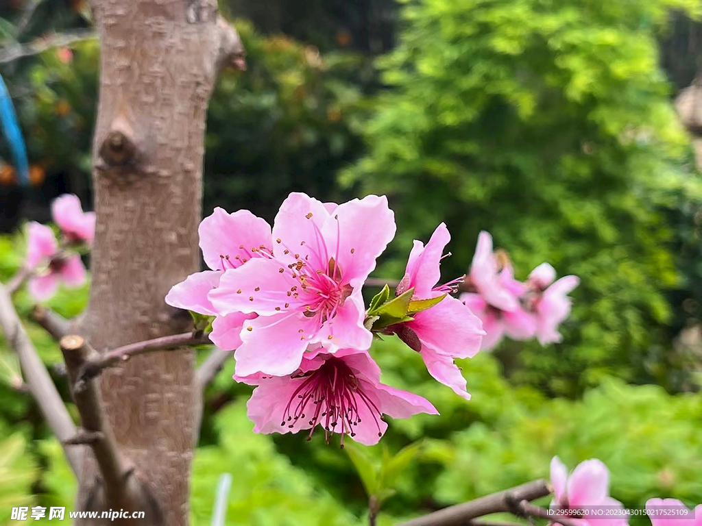 桃花