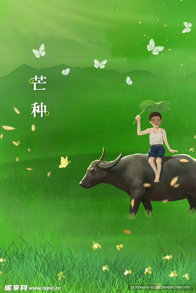 芒种