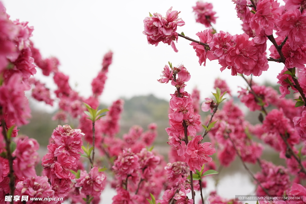 桃花