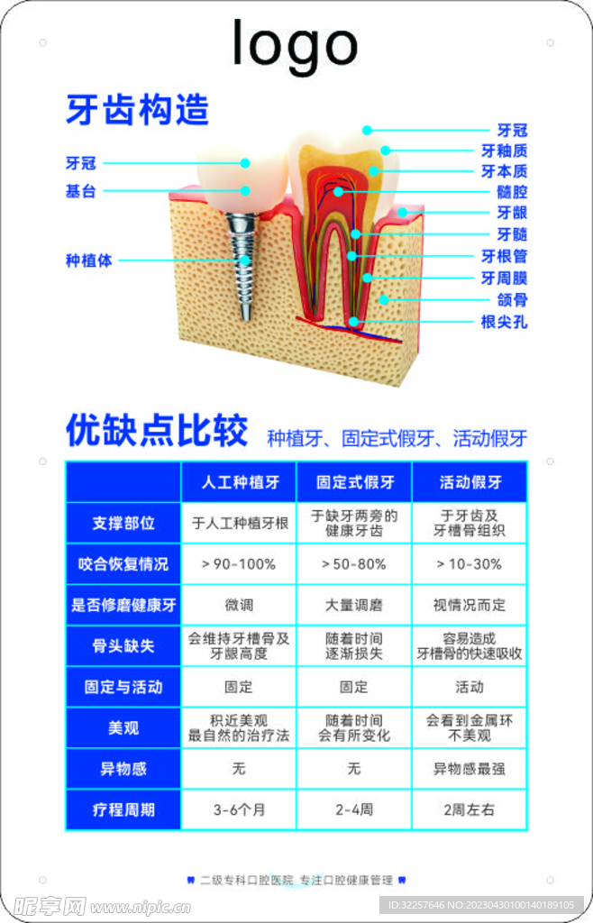 牙齿构造