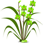 花