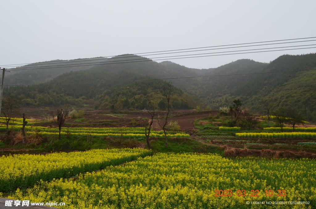 汉中油菜花