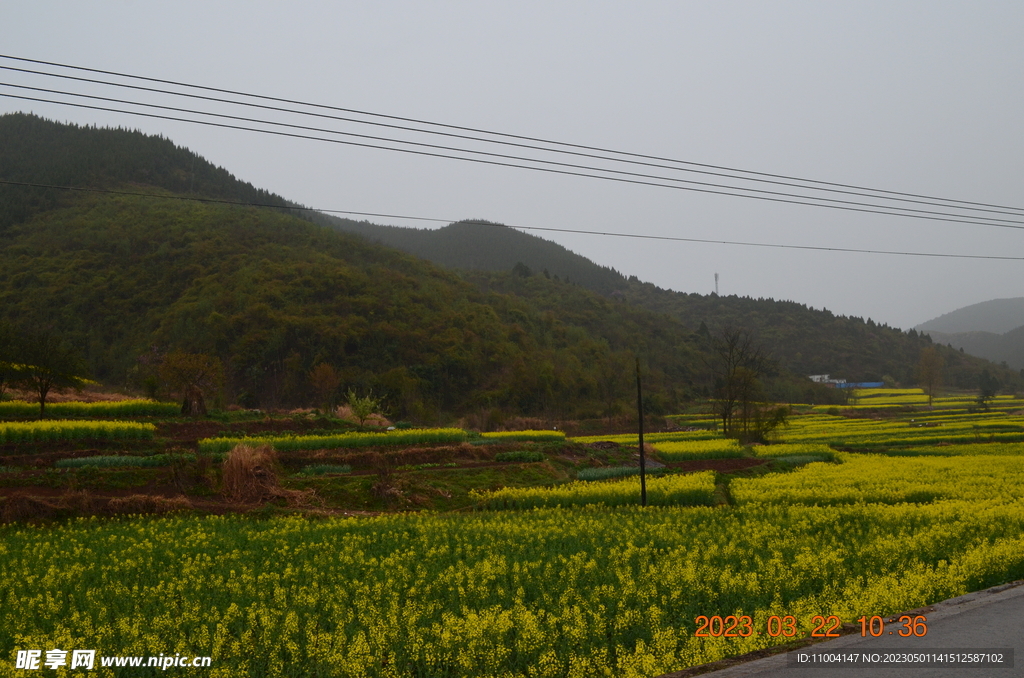 汉中 油菜花 
