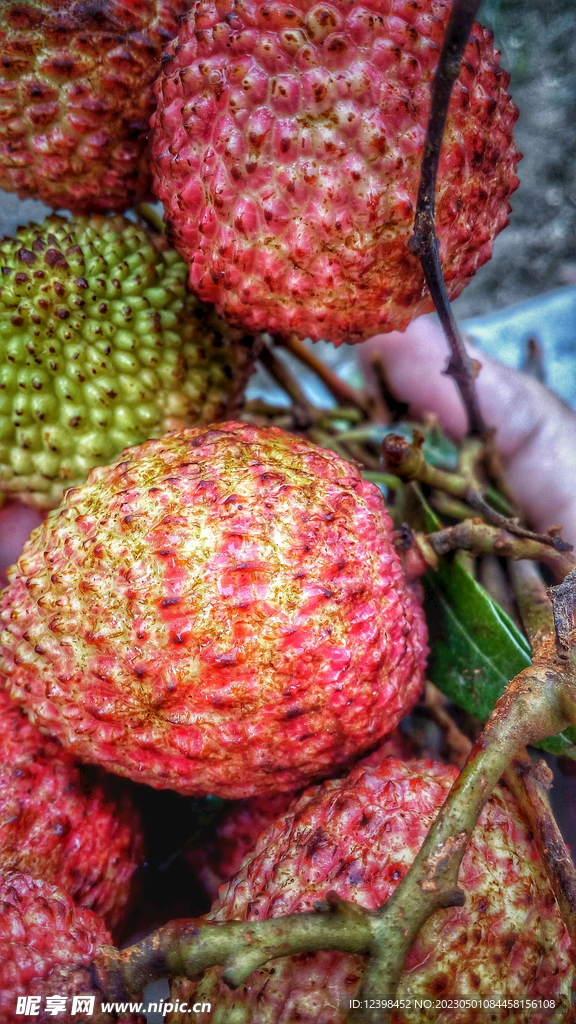荔枝