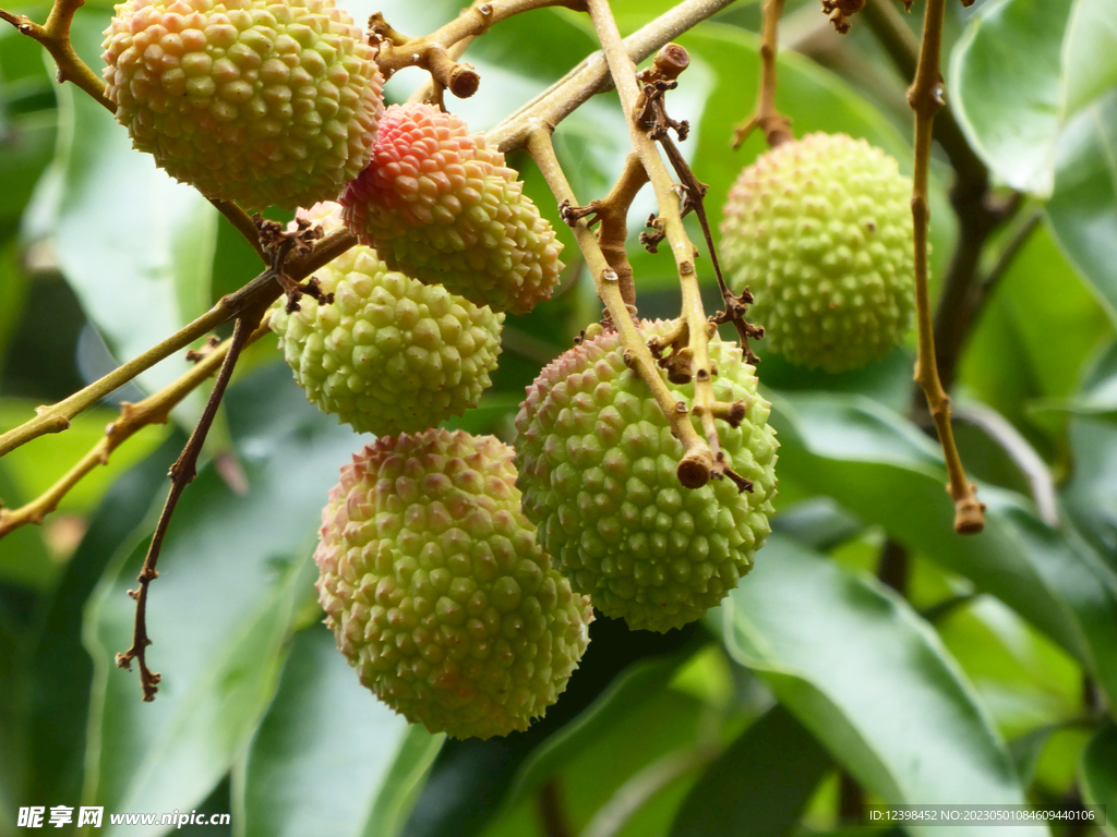 荔枝