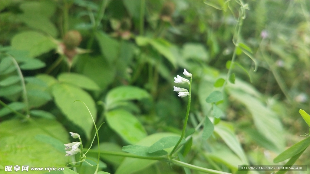 小巢菜花图