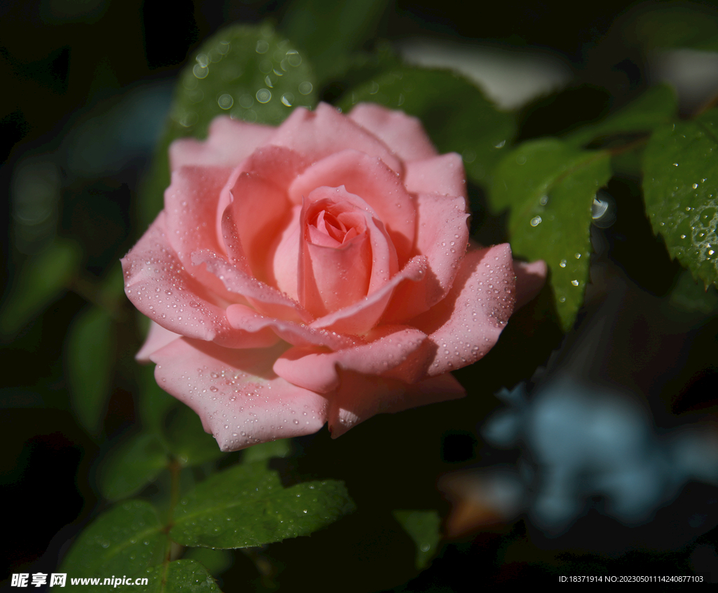 月季花