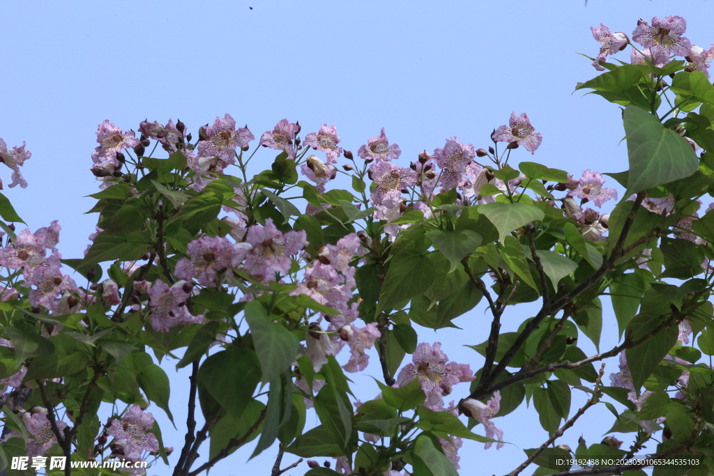 楸树花 