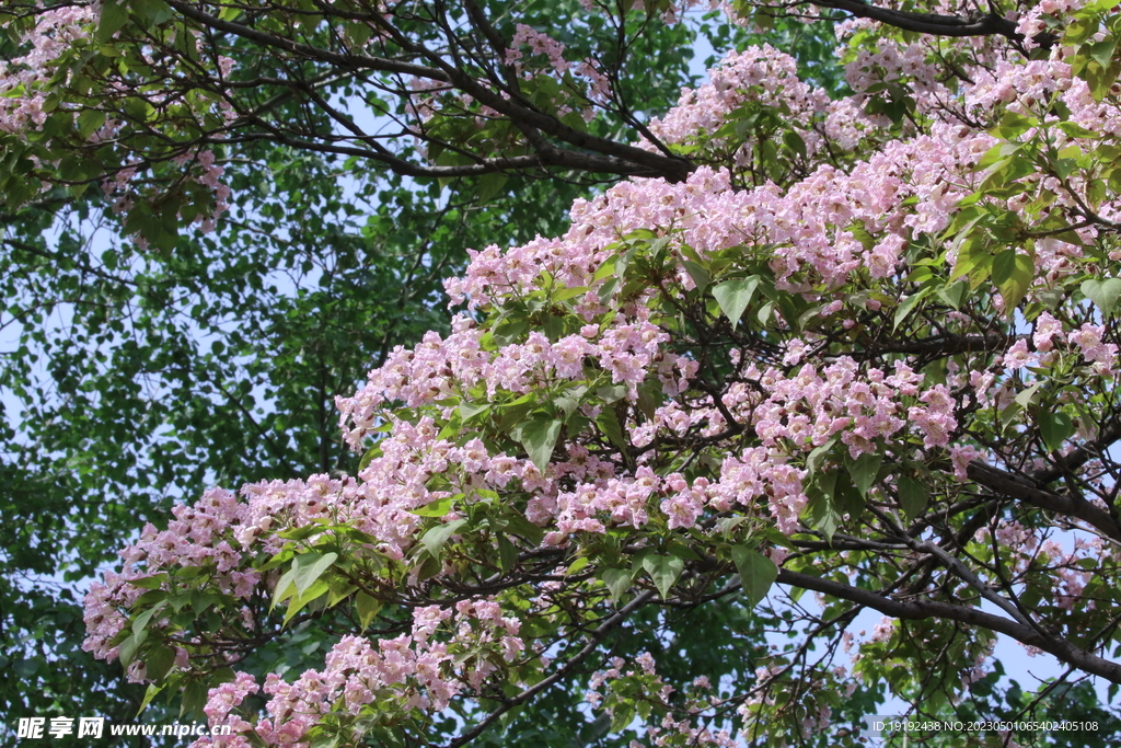 楸树花 