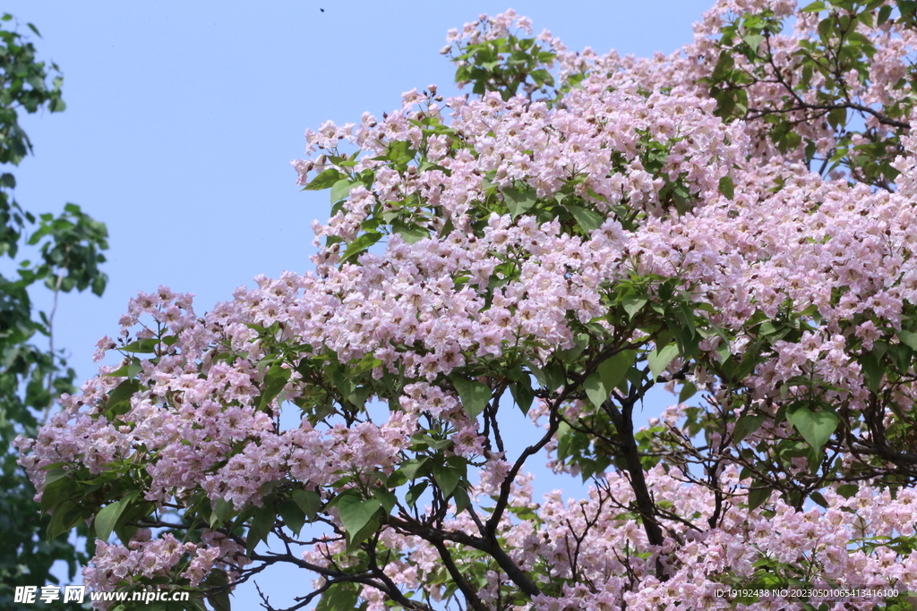 楸树花 