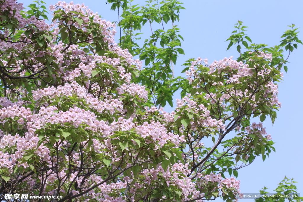楸树花