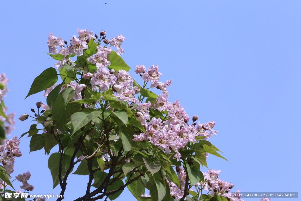 楸树花