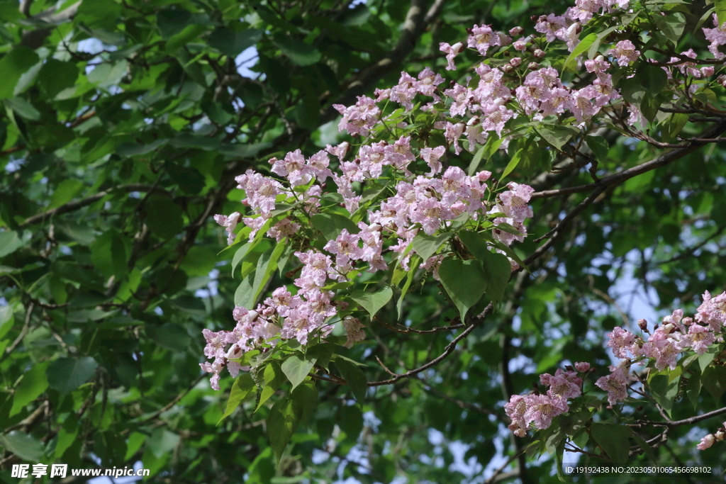 楸树花 