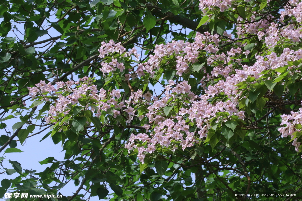 楸树花 