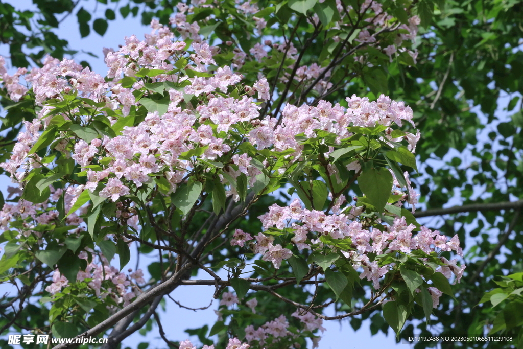 楸树花 