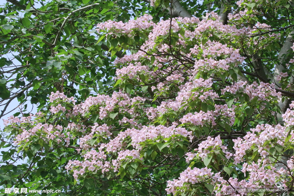 楸树花