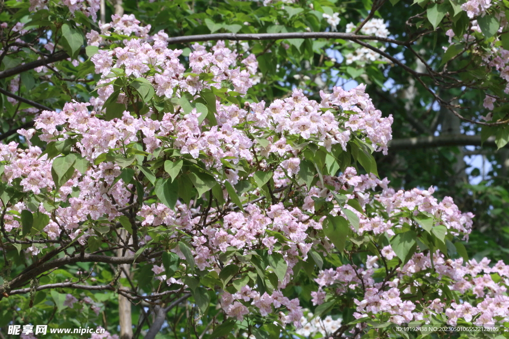 楸树花