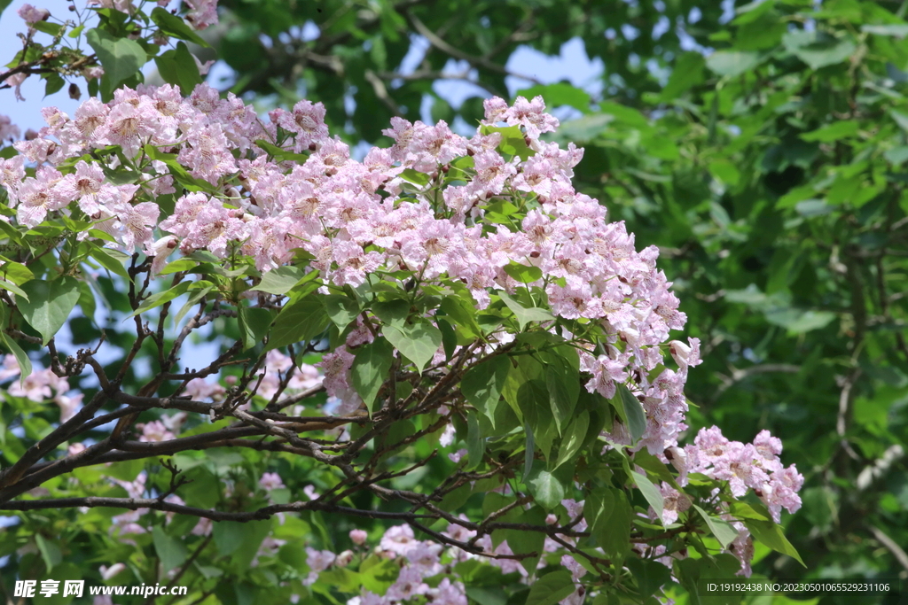 楸树花