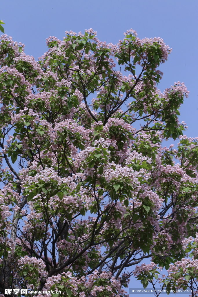 楸树花 